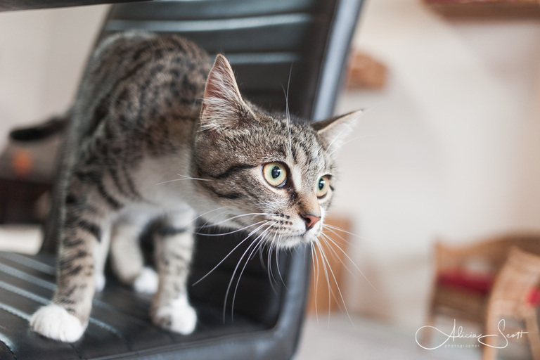 Cat on chair at Neko Ngeru taken by Alicia Scott, Wellington Photographer