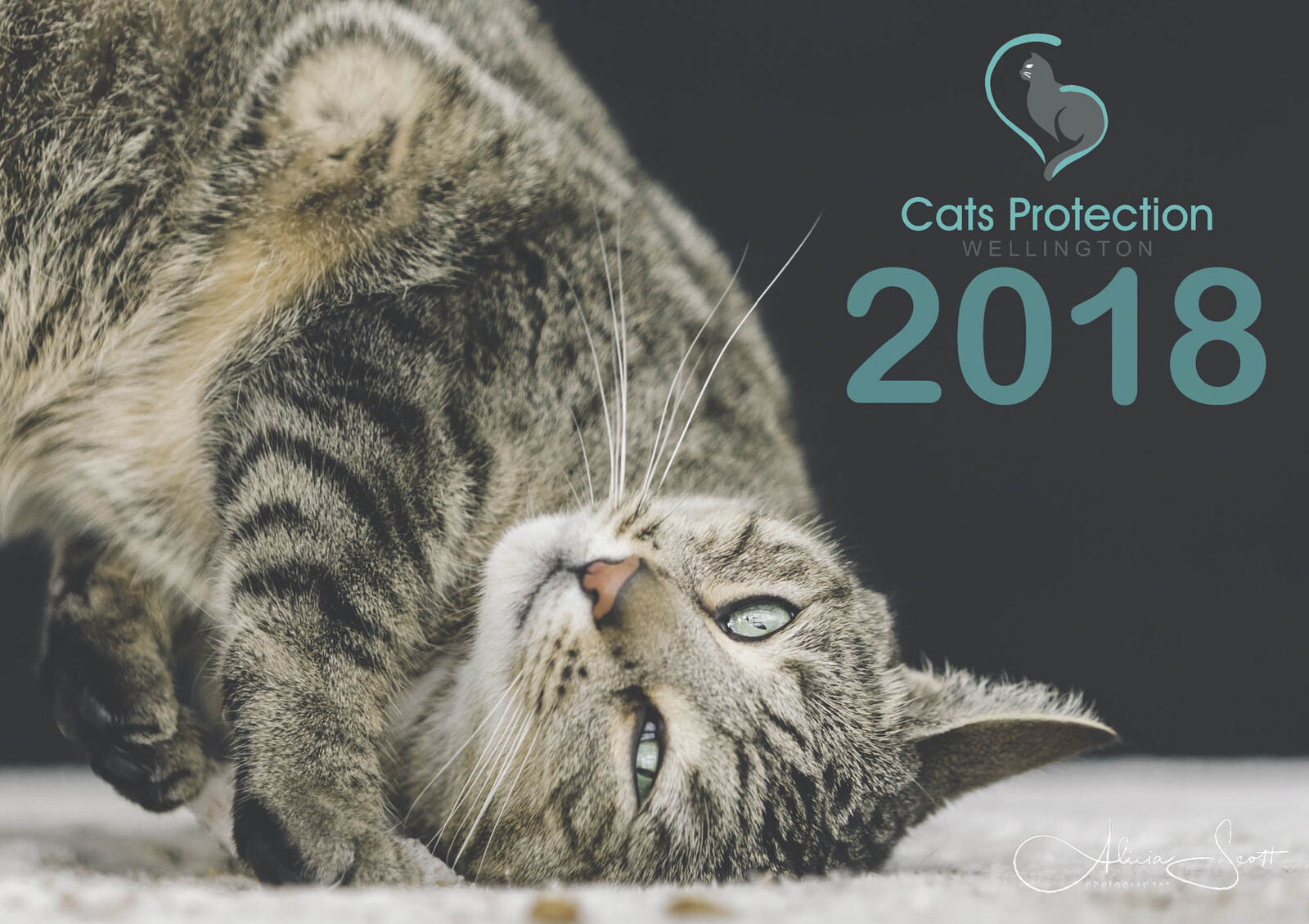 2018 Cats Protection Wellington Calendar - images by Alicia Scott - Wellington Pet Photographer