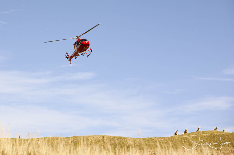 Photo of red helicopter flying over sheep at Boomrock taken by Alicia Scott, Wellington wedding photographer