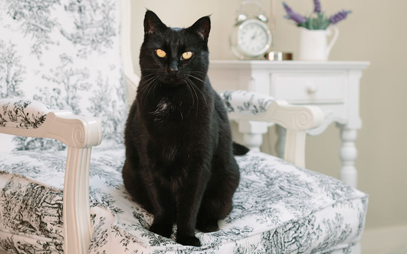 Wellington Pet Photography Review for photo shoot of Chester the cat