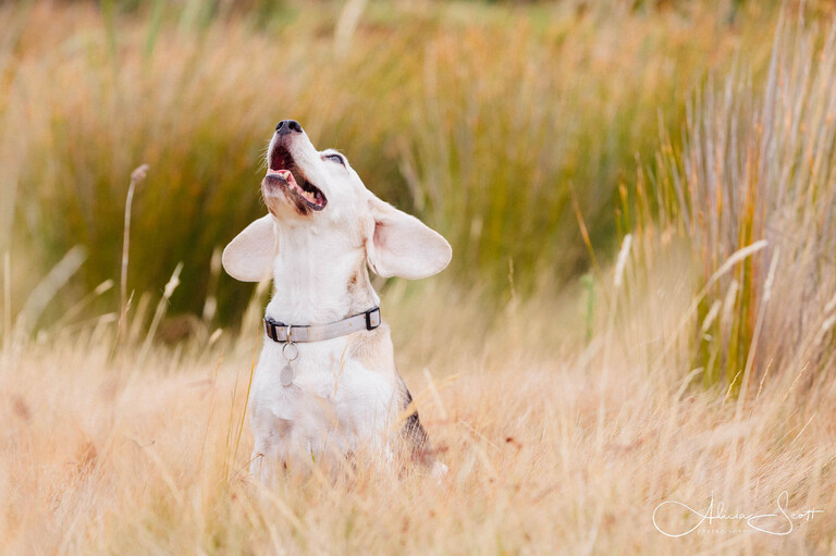 A gorgeous image of Carmela looking up - one of the dogs from the Senior Pets series by Alicia Scott Photographer