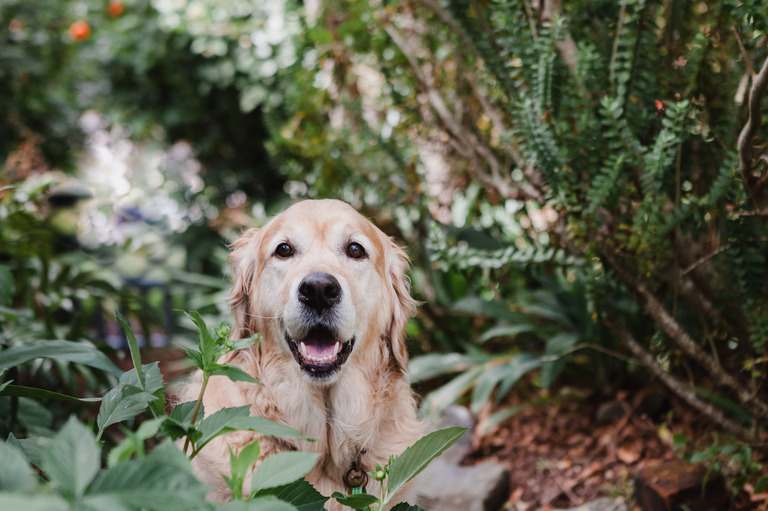 Images of Edie a gorgeous golden dog taken by Alicia Scott Wellington Pet photographer