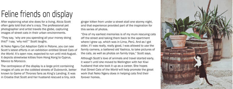 Regional News article about Street Cats of the World Exhibition by Alicia Scott Petone Photographer at Neko Ngeru Cat Adoption Cafe