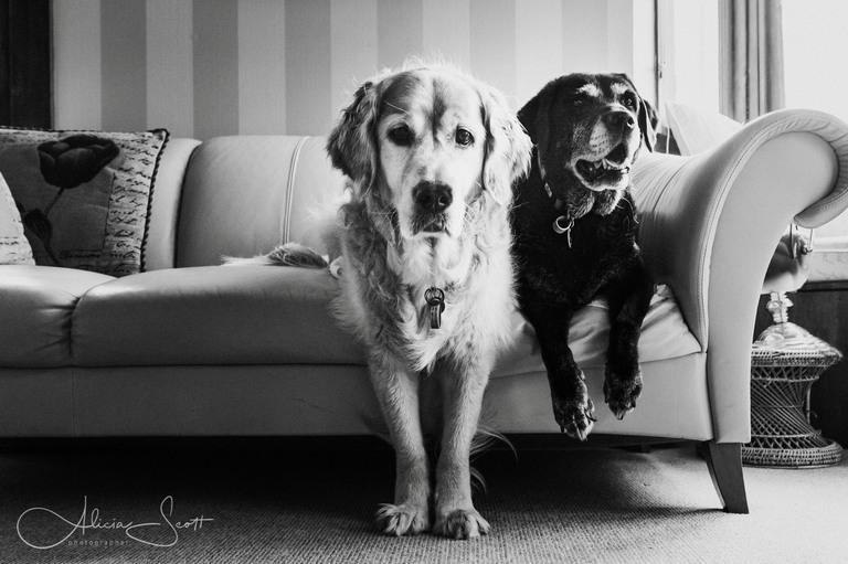 Kezzy the black labrador with Edie the golden labrador taken by Alicia Scott Wellington pet photographer