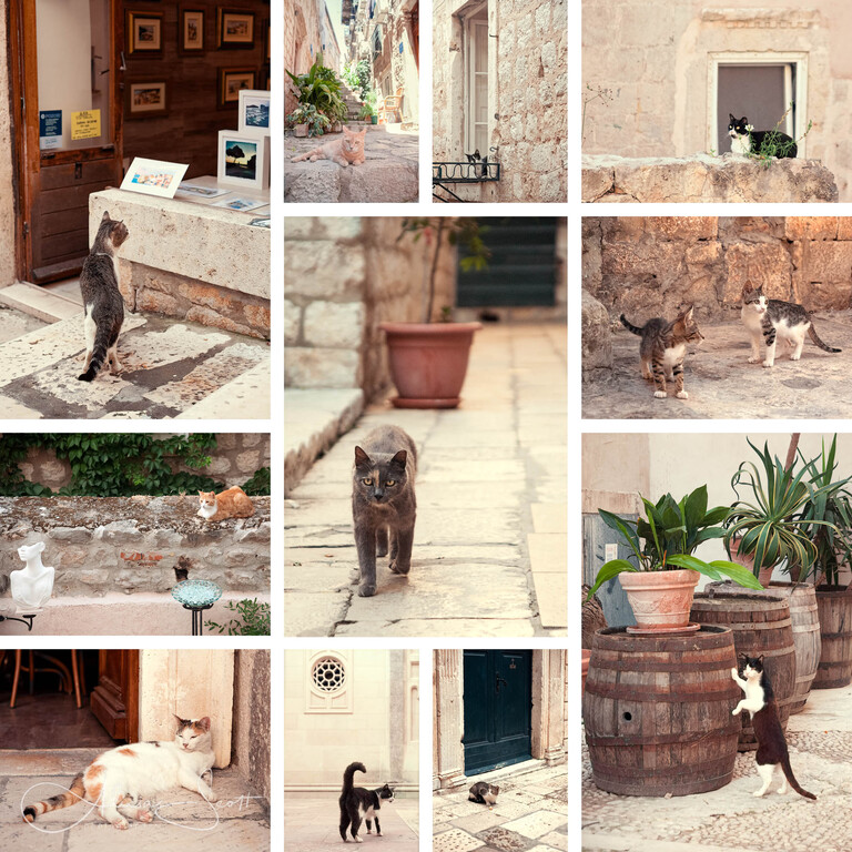 Cats of the Old City, Dubrovnik, Croatia - from Street Cats of the World Exhibition by Alicia Scott Wellington Pet Photographer