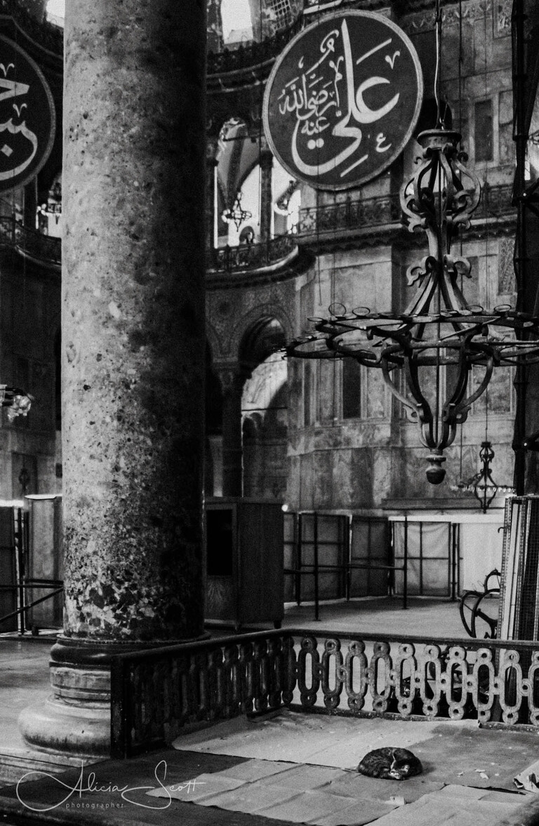 Hagia Sophia Cat, Istanbul, Turkey - from Street Cats of the World Exhibition by Alicia Scott Wellington Pet Photographer