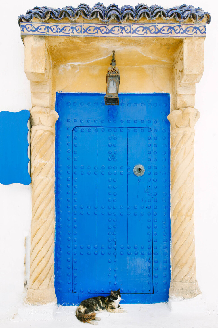 Rock the Kasbah, Kasbah des Oudiaias, Rabat - cat in front of a blue door from Street Cats of the World Exhibition by Alicia Scott Wellington Pet Photographer