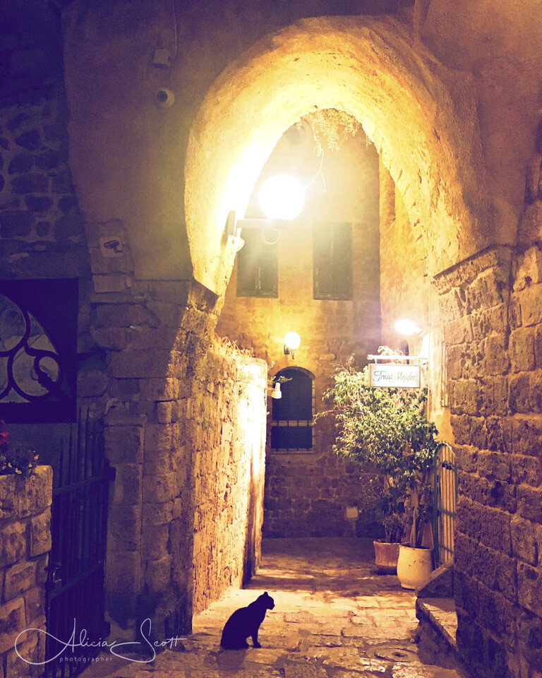 Night Cat, Jaffa, Israel - from Street Cats of the World Exhibition by Alicia Scott Wellington Pet Photographer