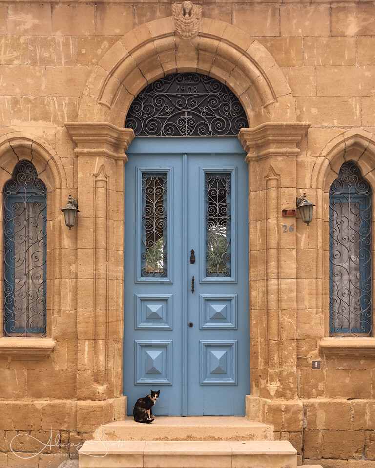 Patient Cat, Larnaca, Cyprus - from Street Cats Exhibition by Alicia Scott Wellington Pet Photographer