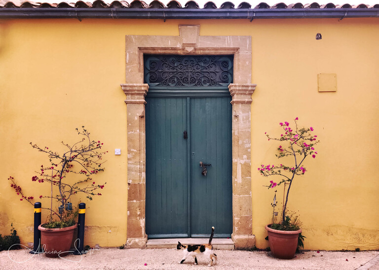 Wandering Cat, Nicosia, Cyprus - from Street Cats Exhibition by Alicia Scott Wellington Pet Photographer