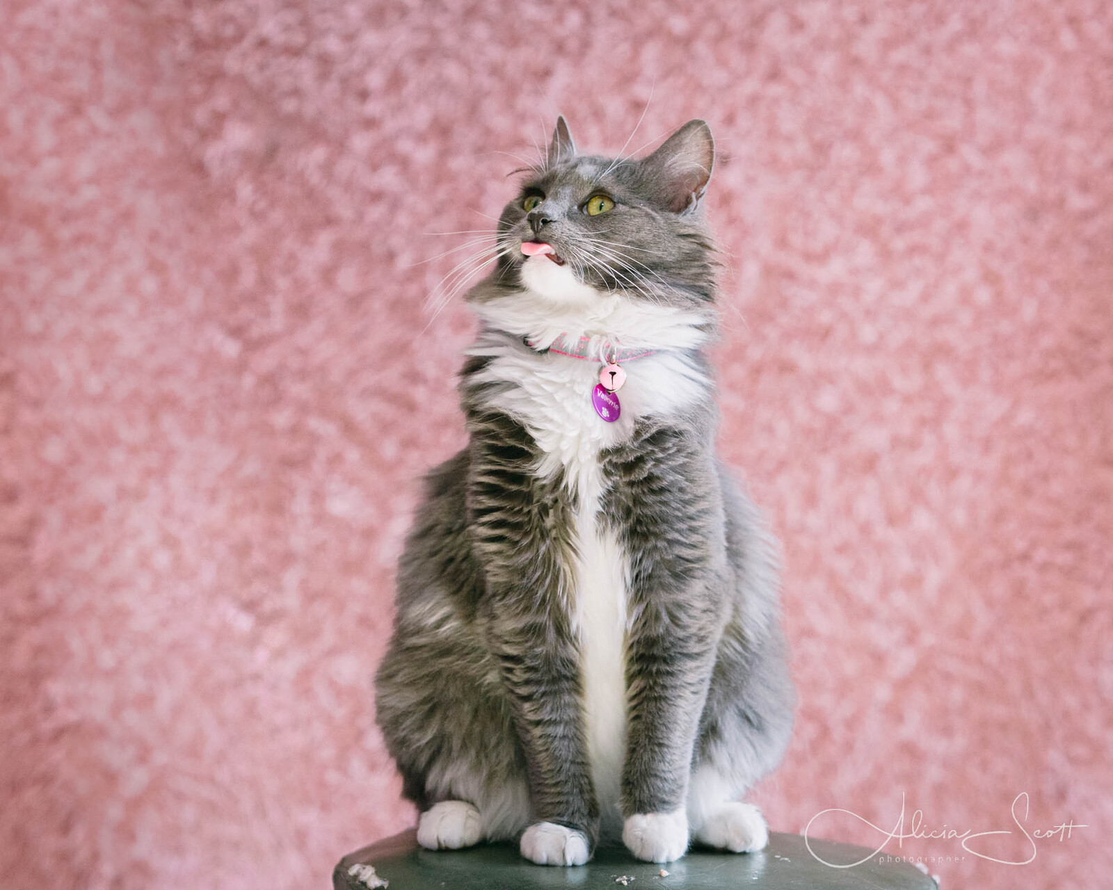 Cats sticking out their tongues taken by Alicia Scott Wellington Pet photographer