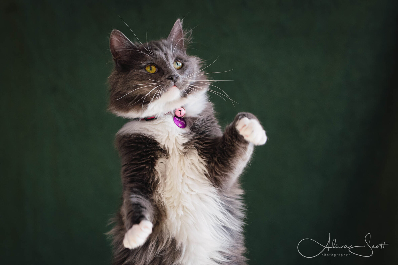 Outpawed 2021 Calendar - Valkyrie on the cover taken by Alicia Scott Wellington Pet Photographer