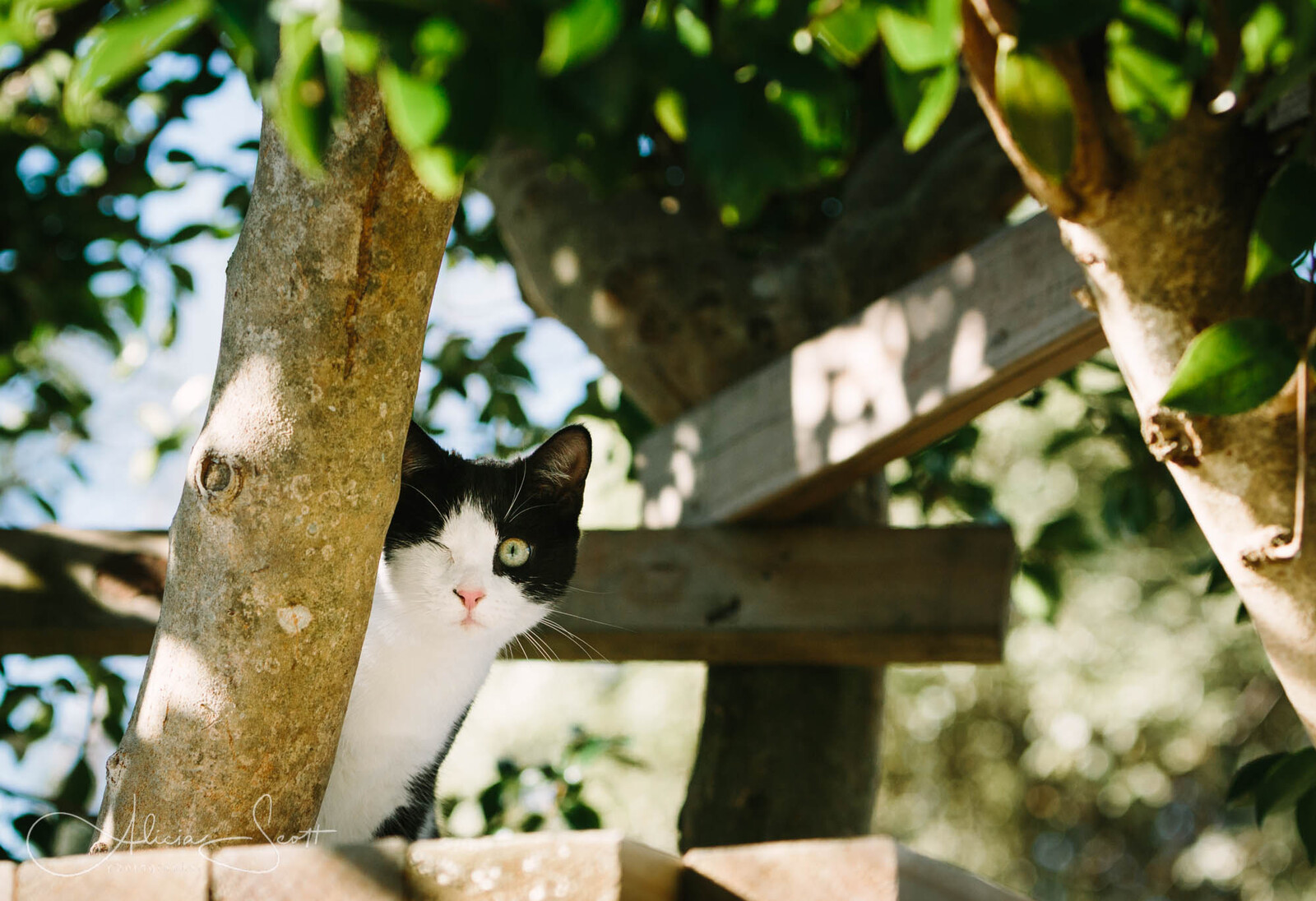 Outpawed 2022 Calendar cover image of one eyed cat